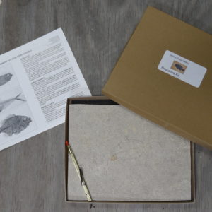 [CONTACT FOR AVAILABILITY] Priscacara Fossil Preparation Kit – Free Shipping!