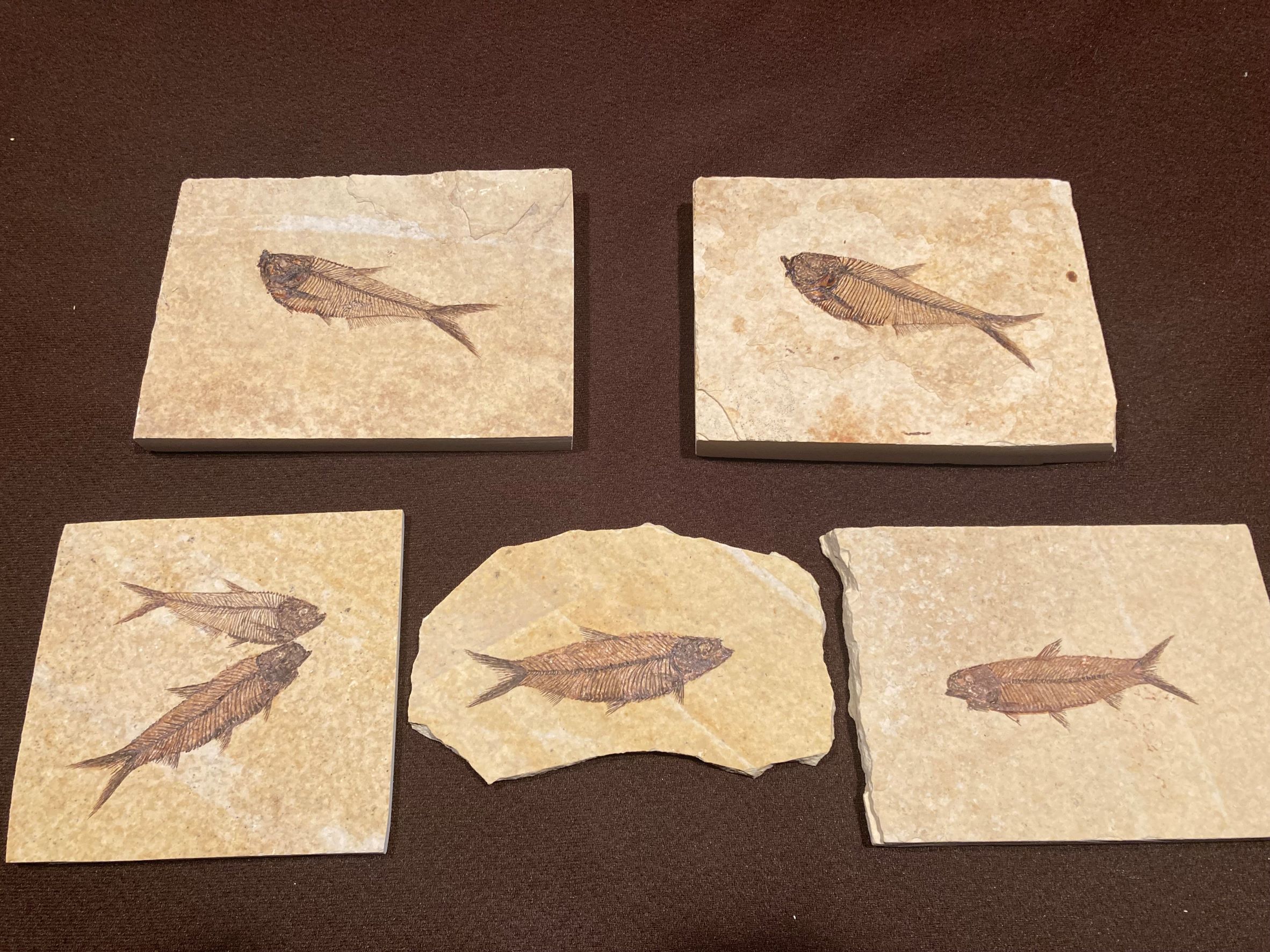 Split Quarry Special - Five split fish for $115 - Free Shipping! - Ulrich's  Fossil Gallery